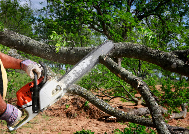 Professional Tree Care in Siloam Springs, AR